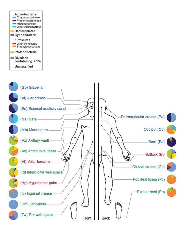soil based organisms human skin