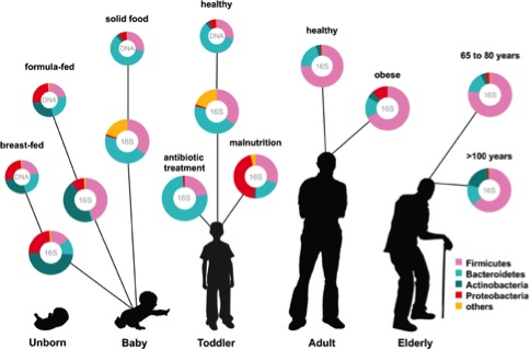 microbes over time soil based organisms