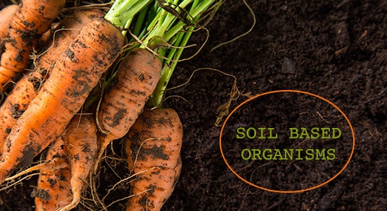 soil based organisms carrots