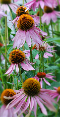 echinacea_purpurea stings bites ants bees snakes