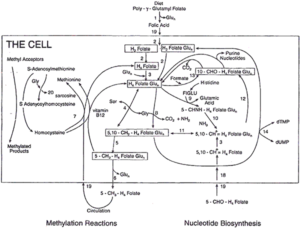 Folate Metabolism 5-MTHF and Folinic Acid