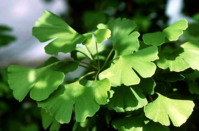 ginkgo biloba tree leaves ginkgoleaves