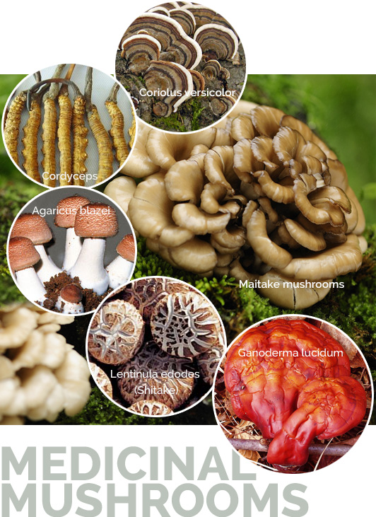 shrooms1 medicinal mushrooms Valley Fever