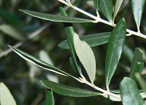 olive tree leaf