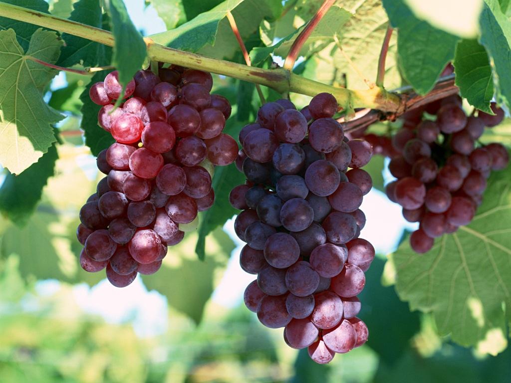 grape extract proteolytic enzymes