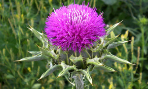 Milk Thistle