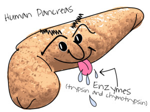 Pancreas