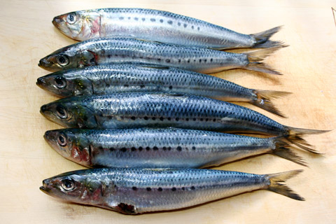 sardines dietary nucleic acids RNA fish diet