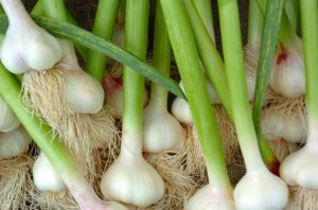 scallions dietary nucleic acids RNA Dr. Benjamin S. Frank no-aging diet