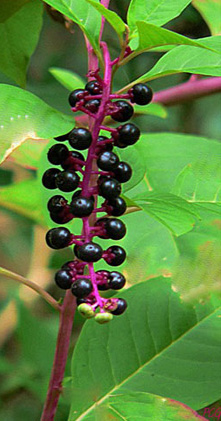 Aronia (Chokeberry)