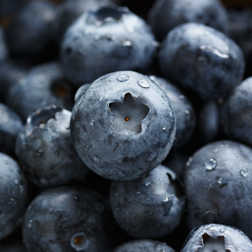 wild bilberry and wild blueberry