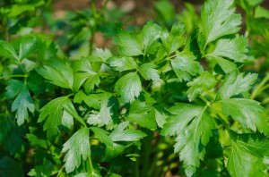 kidney cleansing parsley prezzemolo petroselinum crispum neapolitan flat leaf