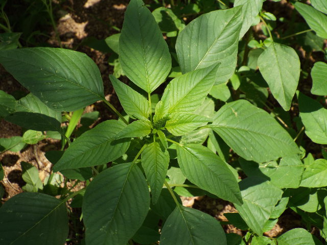 Amaranth smoothie rejuvenate superfoods purslane