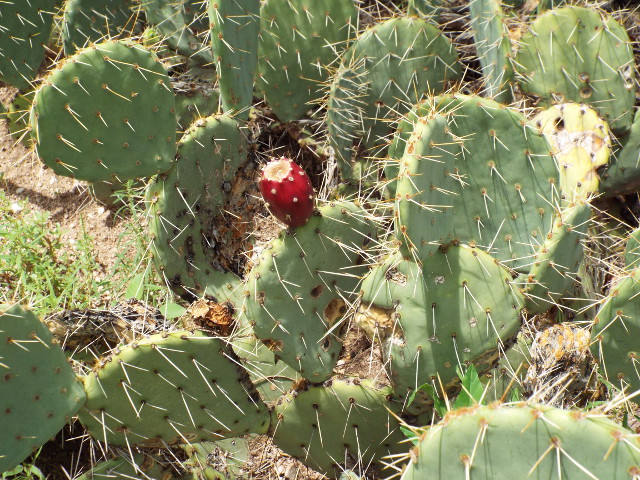 prickly pear fruit amaranth leaf juice smoothie rejuvenate superfoods