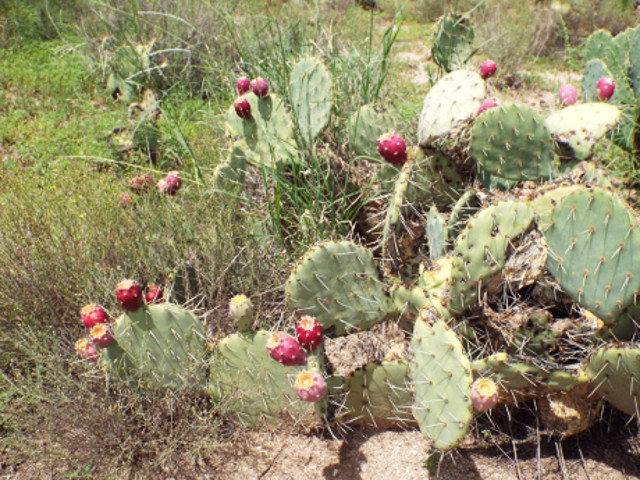 prickly pear amaranth juice smoothie power drinks foraging rejuvenate superfoods