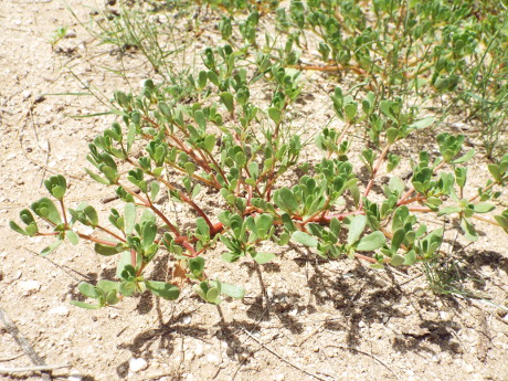 purslane