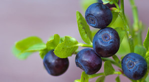 Bilberry / Blueberry