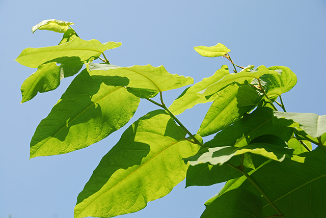 giant knotweed resveratrol