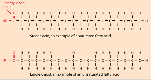 Figure 1 – Basic diagram of fatty acids structure