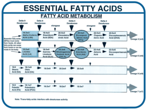 Figure 2 – fatty acid metabolism pathways in the body