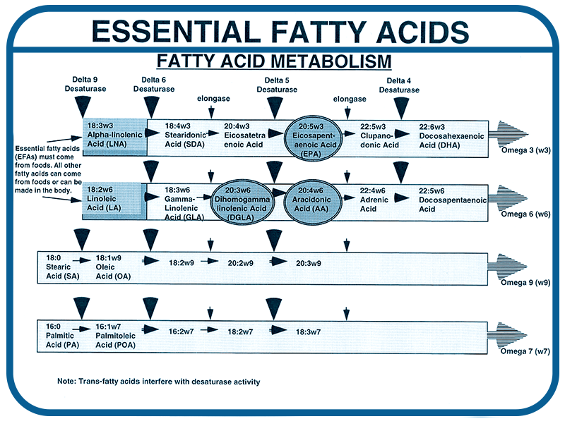 Figure 2 – fatty acid metabolism pathways in the body