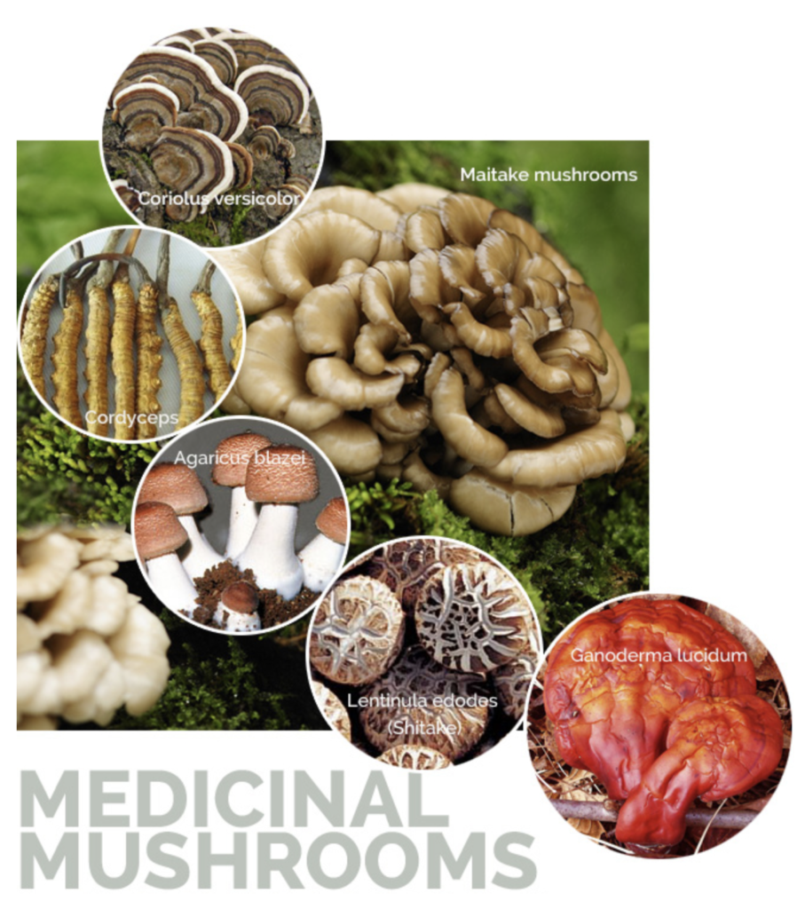 immune assist 24/7 organic medicinal mushroom extract tablets